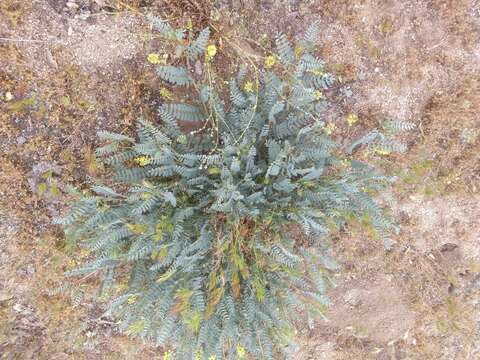 Astragalus douglasii var. parishii (A. Gray) M. E. Jones resmi