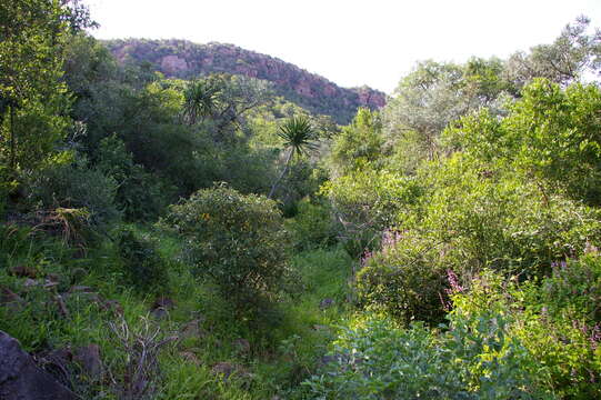 Image of Dracaena transvaalensis Baker