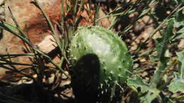 Image of South African Spiny Cucumber