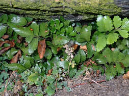 Image of Asplenium pauperequitum Brownsey & P. J. Jacks.