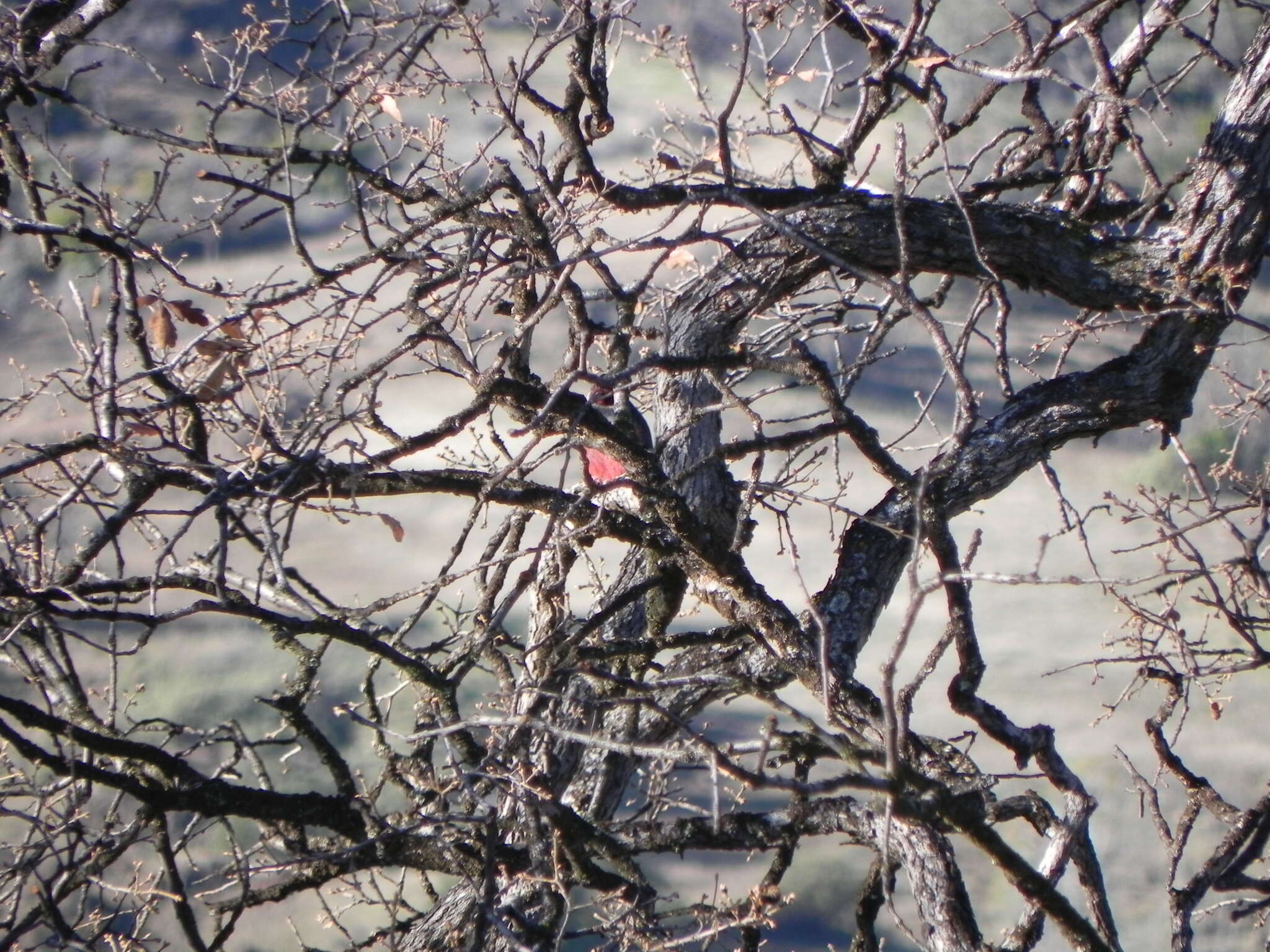 Image of Lewis's Woodpecker