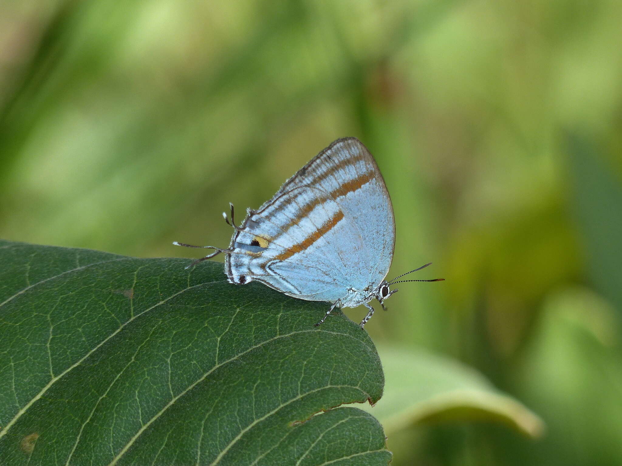 Imagem de Paiwarria venulius (Cramer 1782)