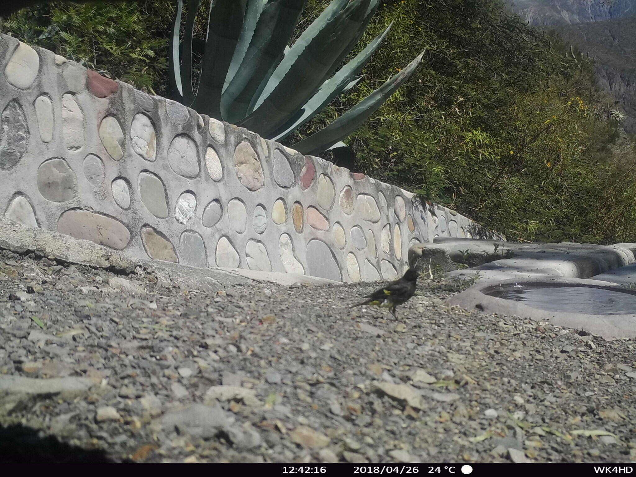 Image of Black Siskin