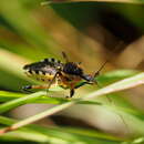 Plancia ëd Rhynocoris violentus (Germar 1837)