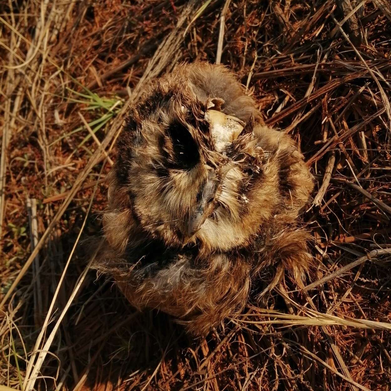 Image of Marsh Owl