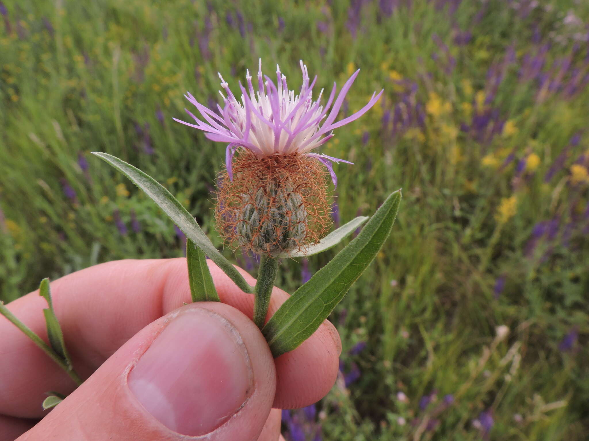Image of feather-head knapweed