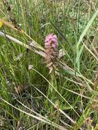 Image of Satyrium hallackii subsp. hallackii