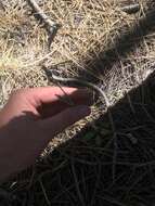 Image of yellow hawkweed