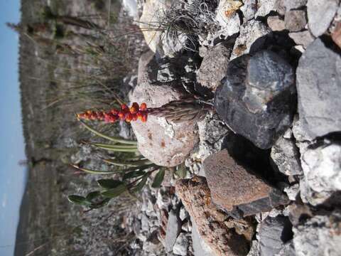 Image of Villadia cucullata Rose