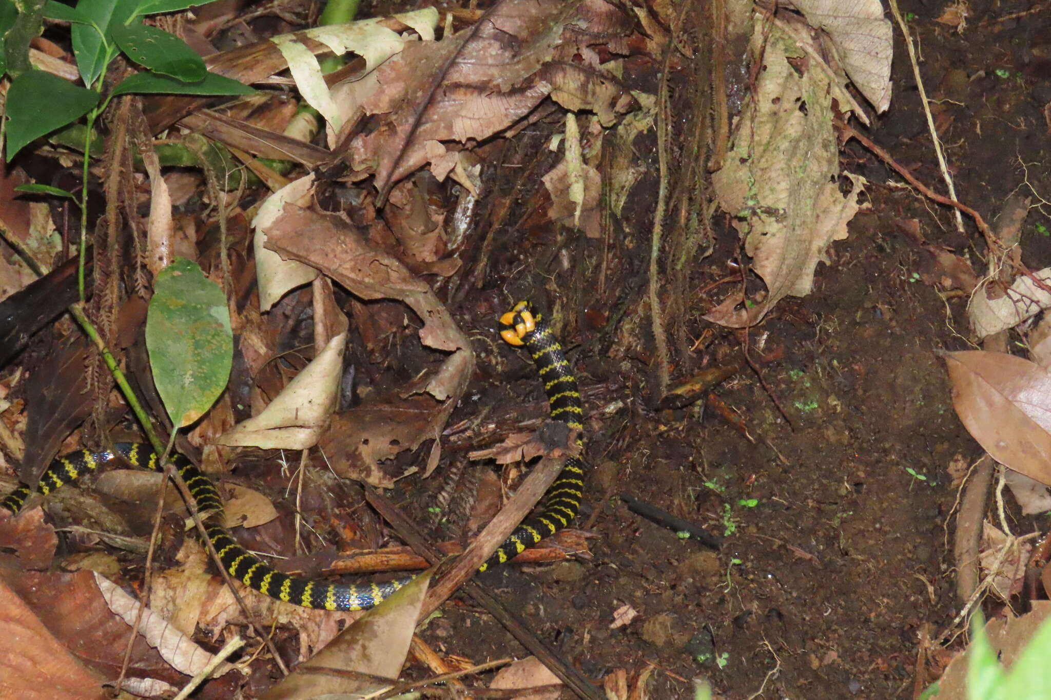 Imagem de Micrurus mipartitus decussatus (A. M. C. Duméril, Bibron & A. H. A. Duméril 1854)