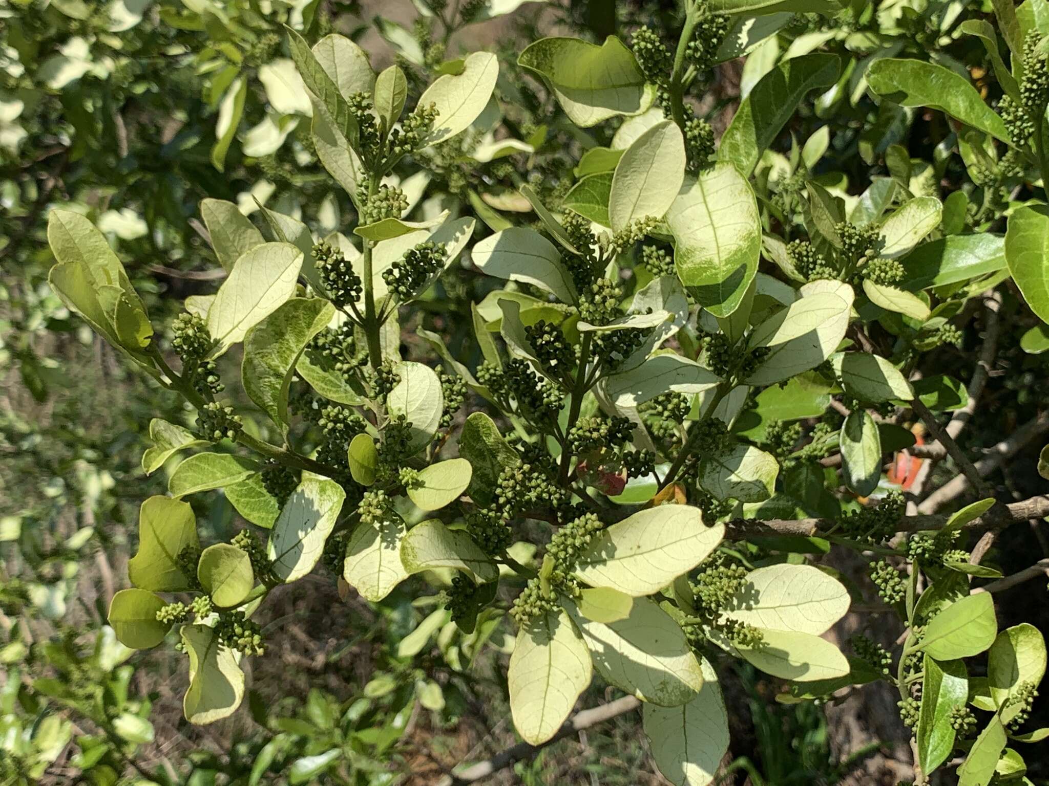 Image de Combretum kraussii Hochst.