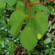 Plancia ëd Ampelocissus elegans (Kurz) Gagnepain