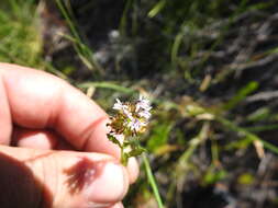 Image de Lobelia jasionoides (A. DC.) E. Wimm.