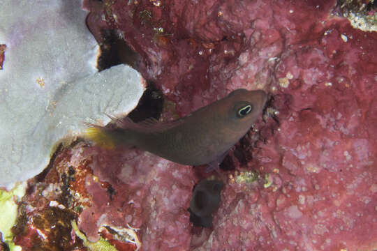 Image de Pseudochromis marshallensis Schultz 1953