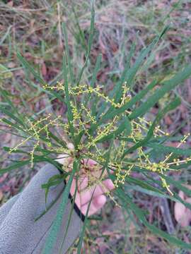 Image de Acacia mucronata Willd. ex H. L. Wendl.