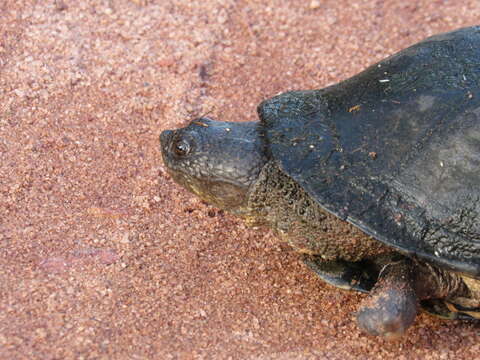 Image of Brazilian Radiolated Swamp Turtle