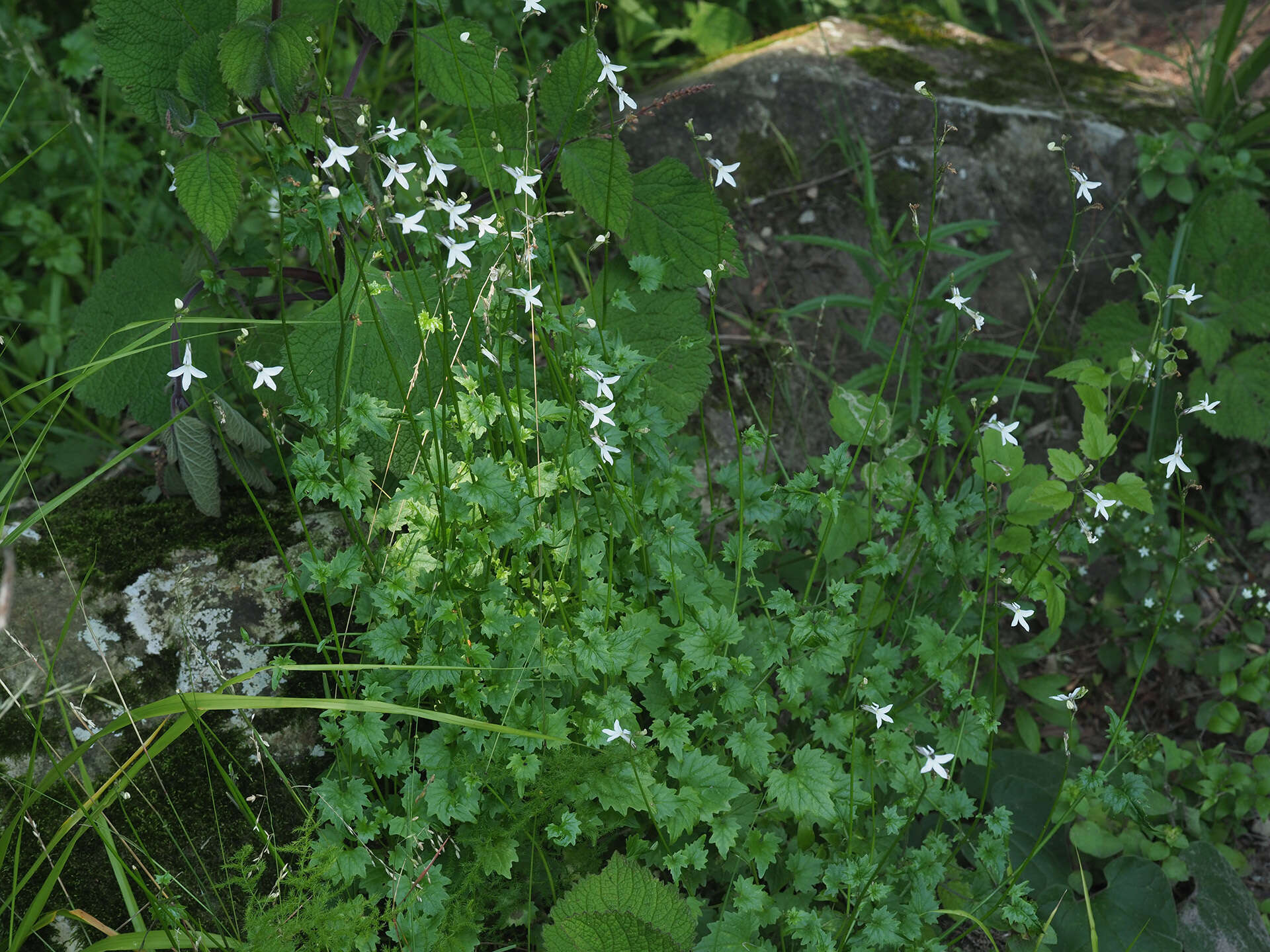 Plancia ëd Lobelia vanreenensis (Kuntze) K. Schum.