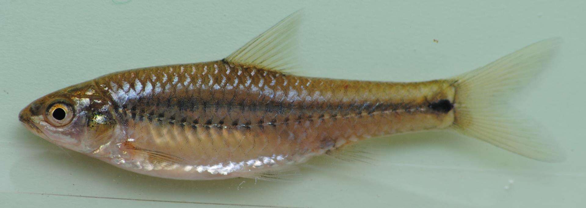 Image of Line-spotted barb