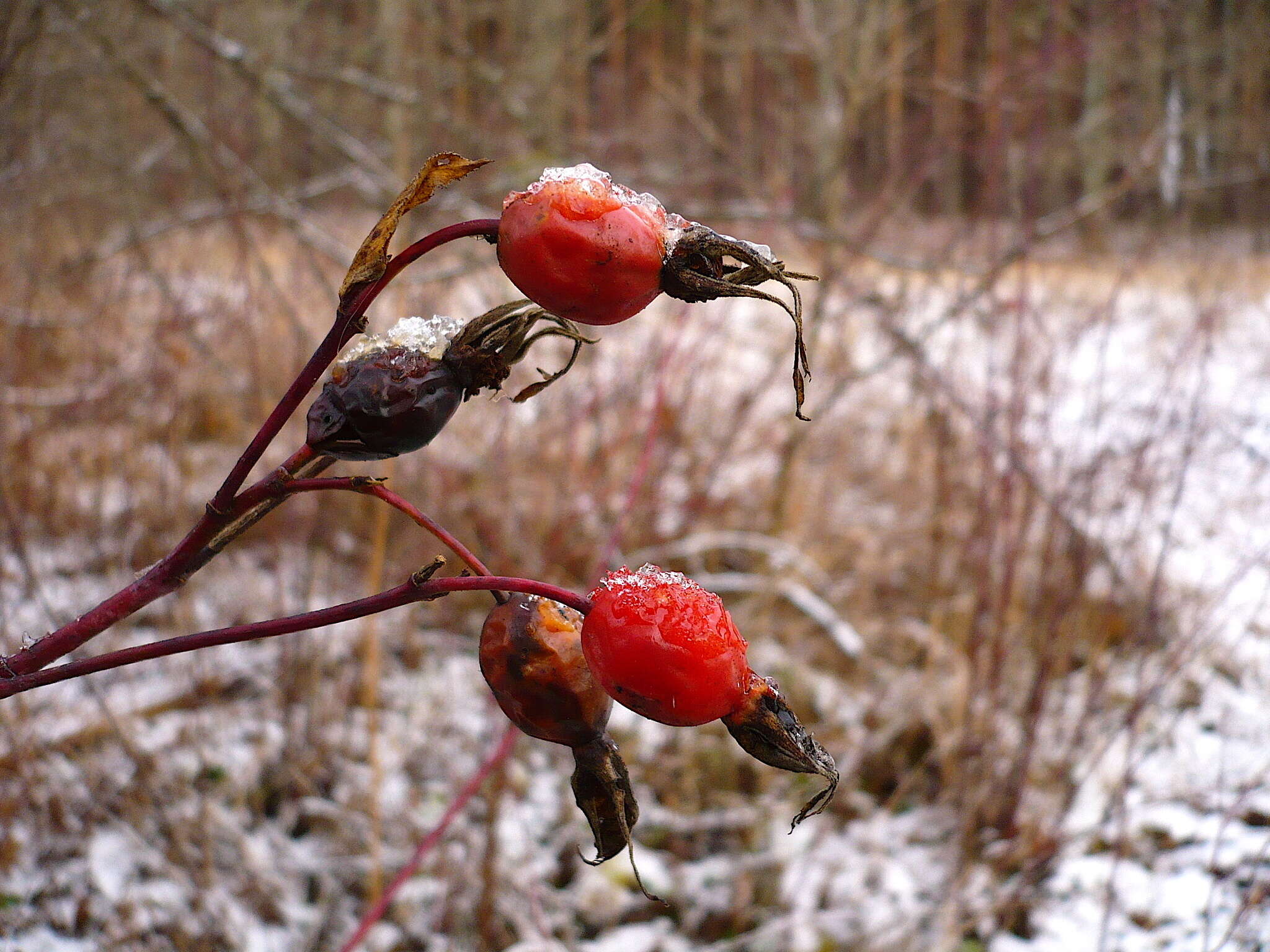 Image of Rosa glabrifolia C. A. Mey. ex Rupr.