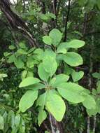 Imagem de Cotinus obovatus Raf.