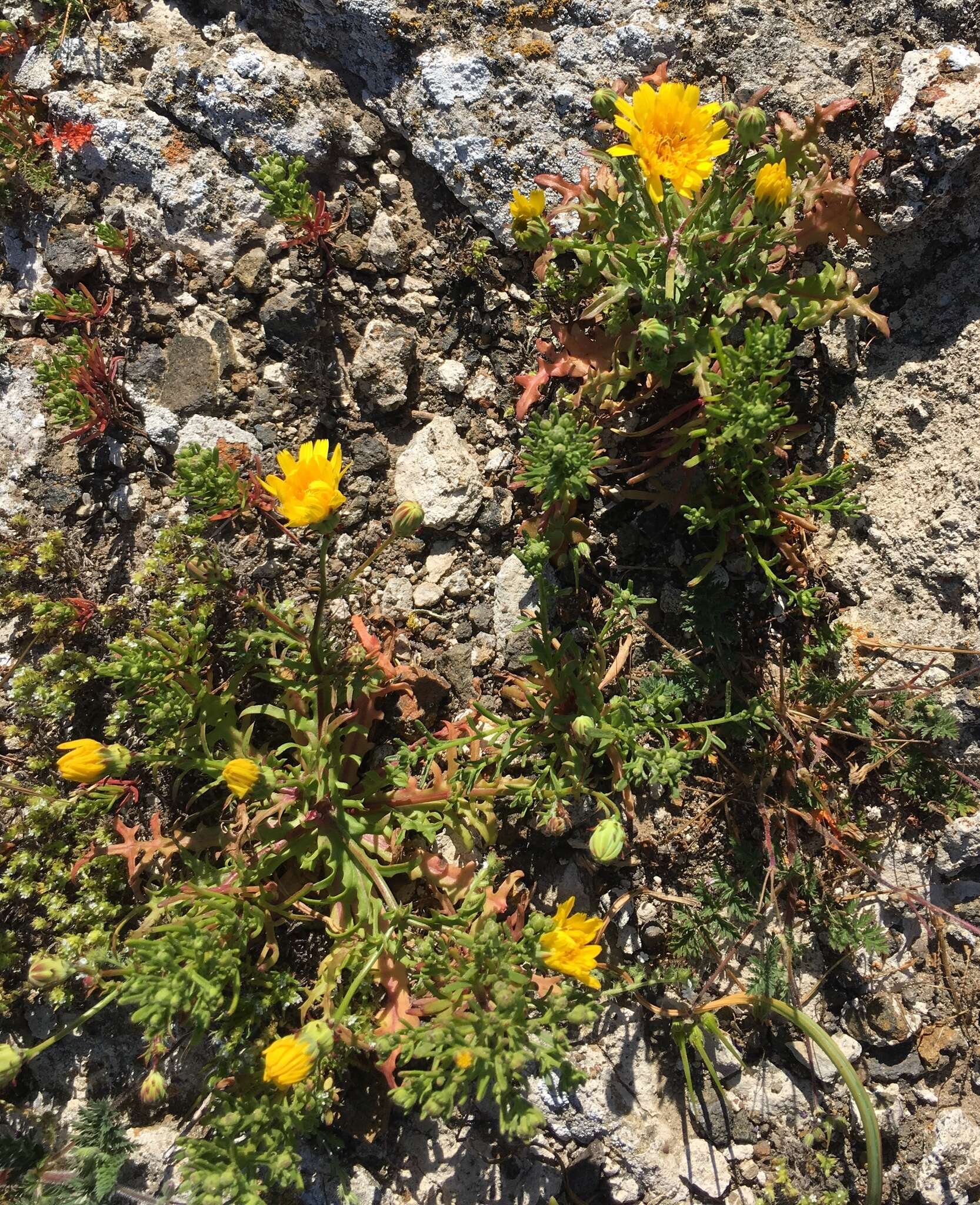 Image de Malacothrix foliosa subsp. philbrickii W. S. Davis