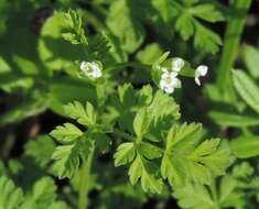 Image of hairyfruit chervil