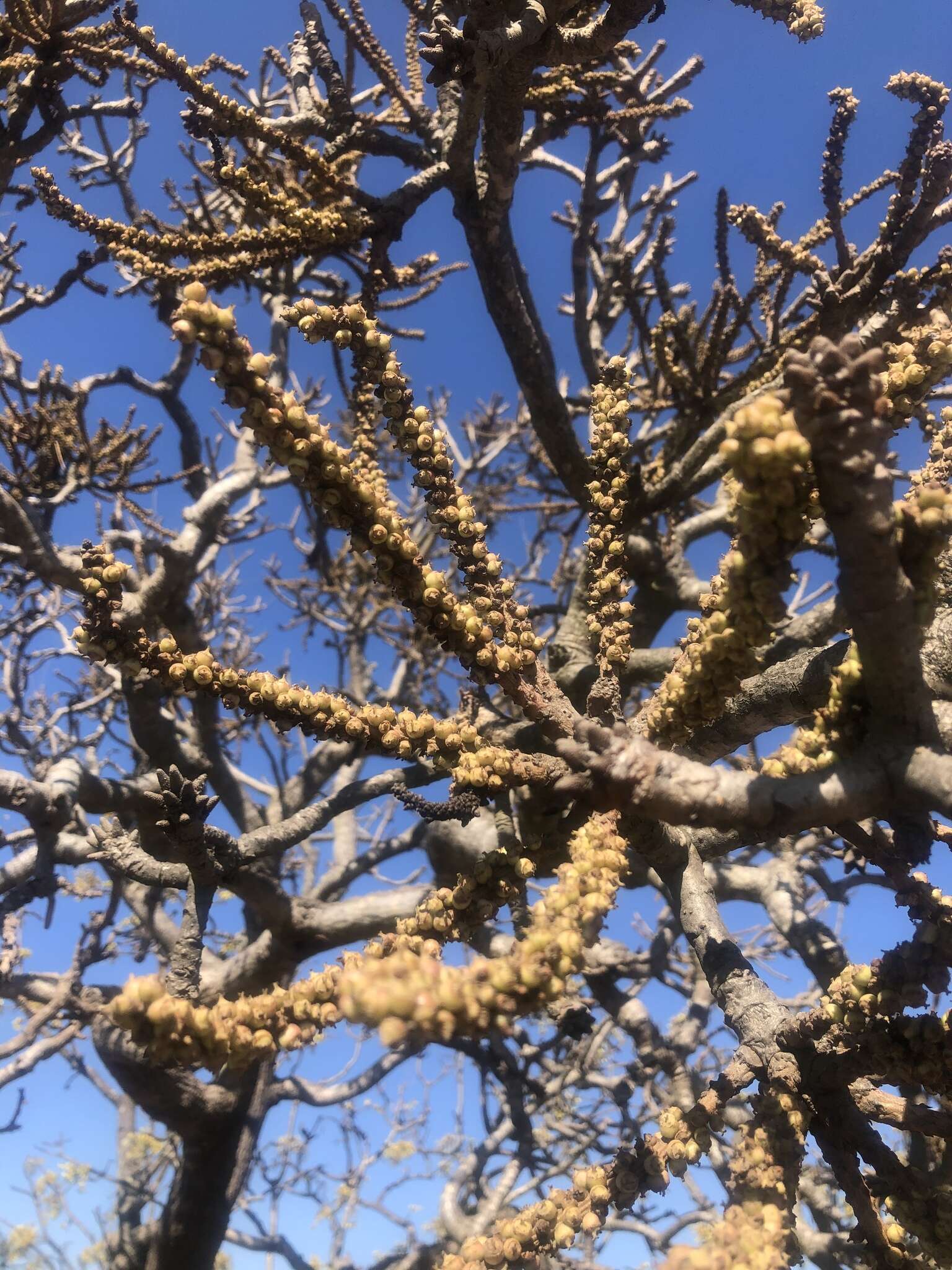 Image of Rock cabbage tree