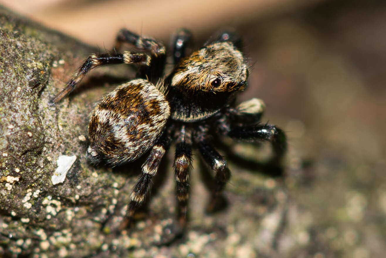 Imagem de Pseudeuophrys erratica (Walckenaer 1826)