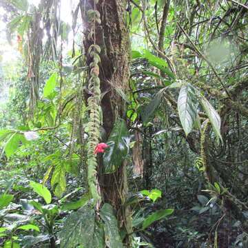 Image of Columnea labellosa H. Karst.