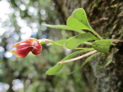 Image of Masdevallia molossus Rchb. fil.