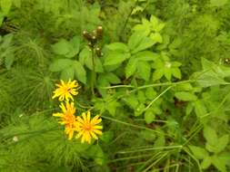 Image of Crepis lyrata (L.) Froel.