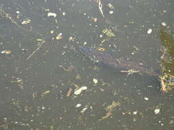 Image of Speckled longfin eel