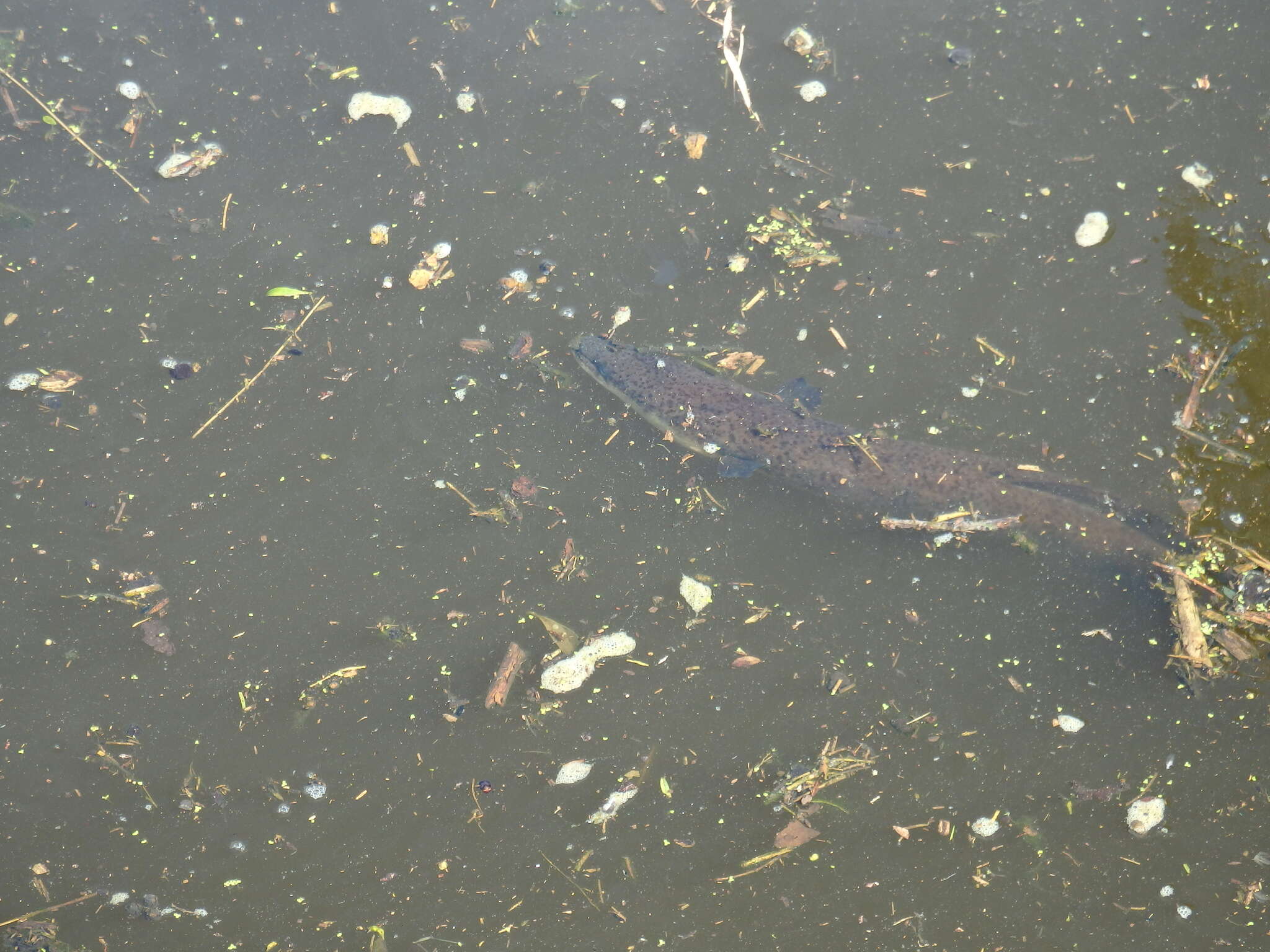 Image of Speckled longfin eel