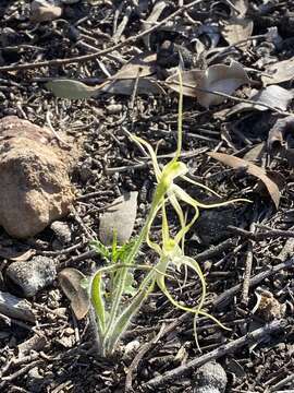 Image of Joseph's spider orchid