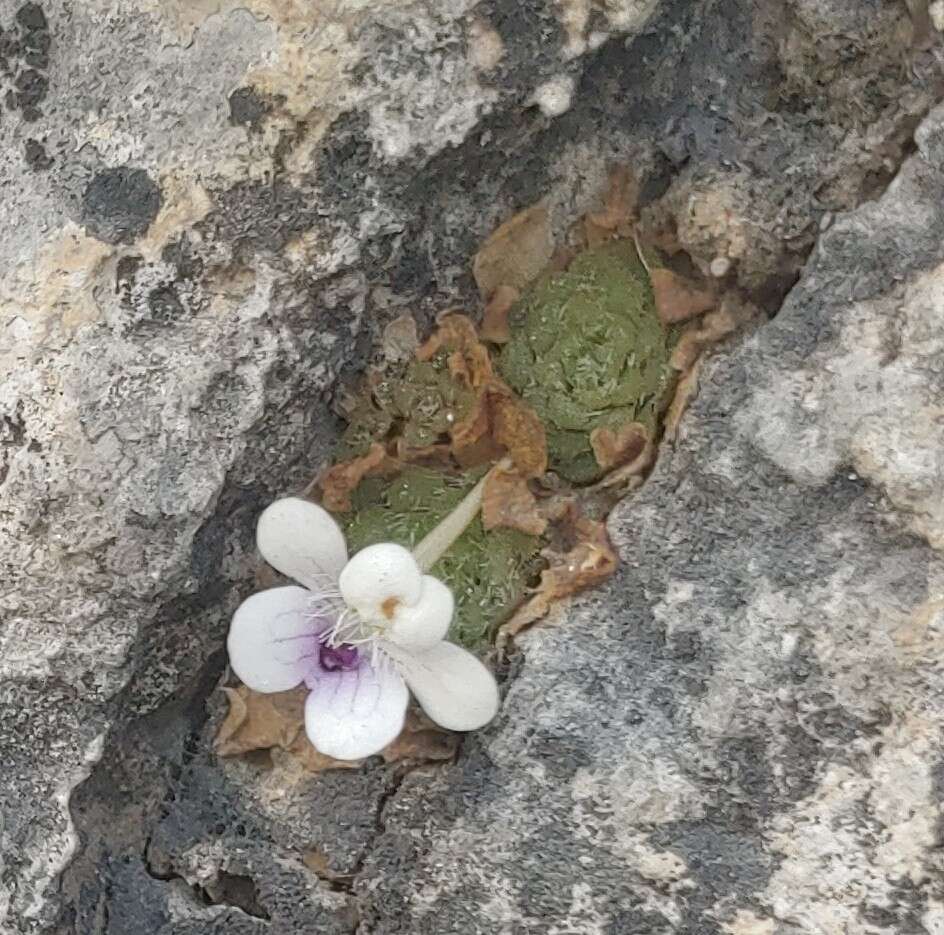 Image of Pinguicula gracilis S. Zamudio