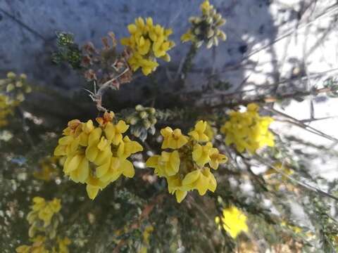 صورة Aspalathus quinquefolia subsp. quinquefolia