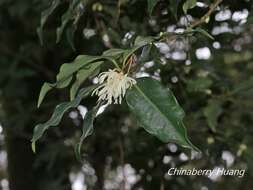 Слика од Illicium anisatum L.