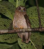 Ninox squamipila (Bonaparte 1850) resmi