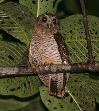 Ninox squamipila (Bonaparte 1850) resmi