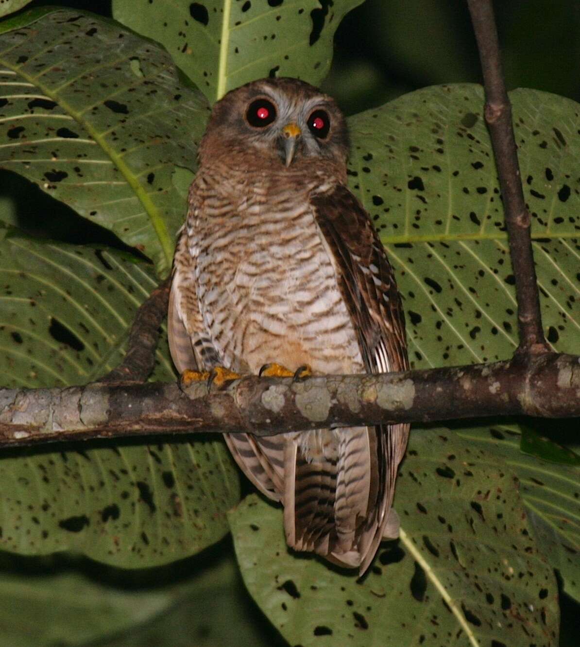 Ninox squamipila (Bonaparte 1850) resmi