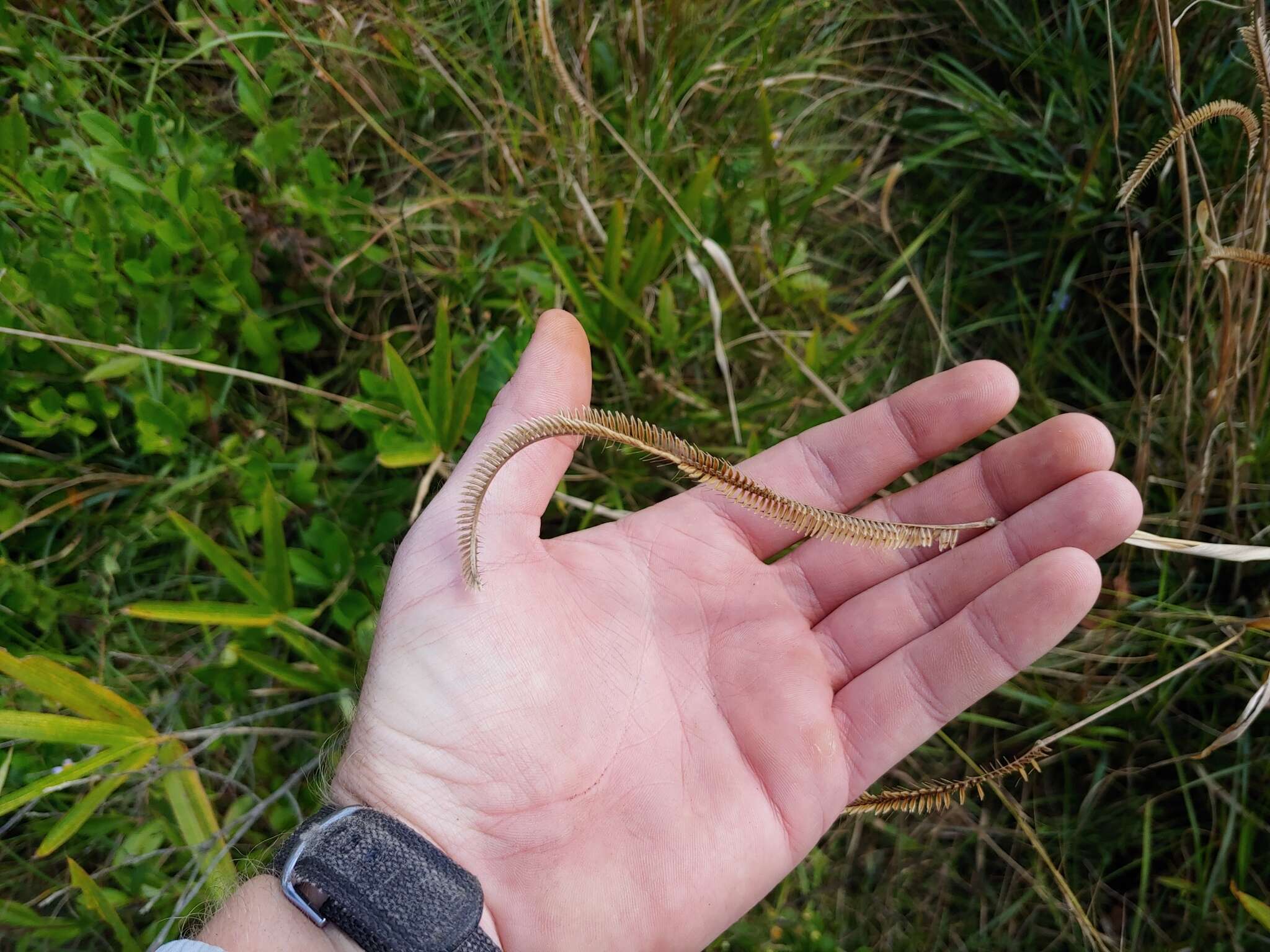 Image of toothache grass