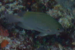 Image of Blue-green damselfish