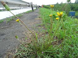 Image of Taraxacum scariosum (Tausch) Kirschner