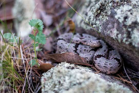 Crotalus lepidus klauberi Gloyd 1936 resmi