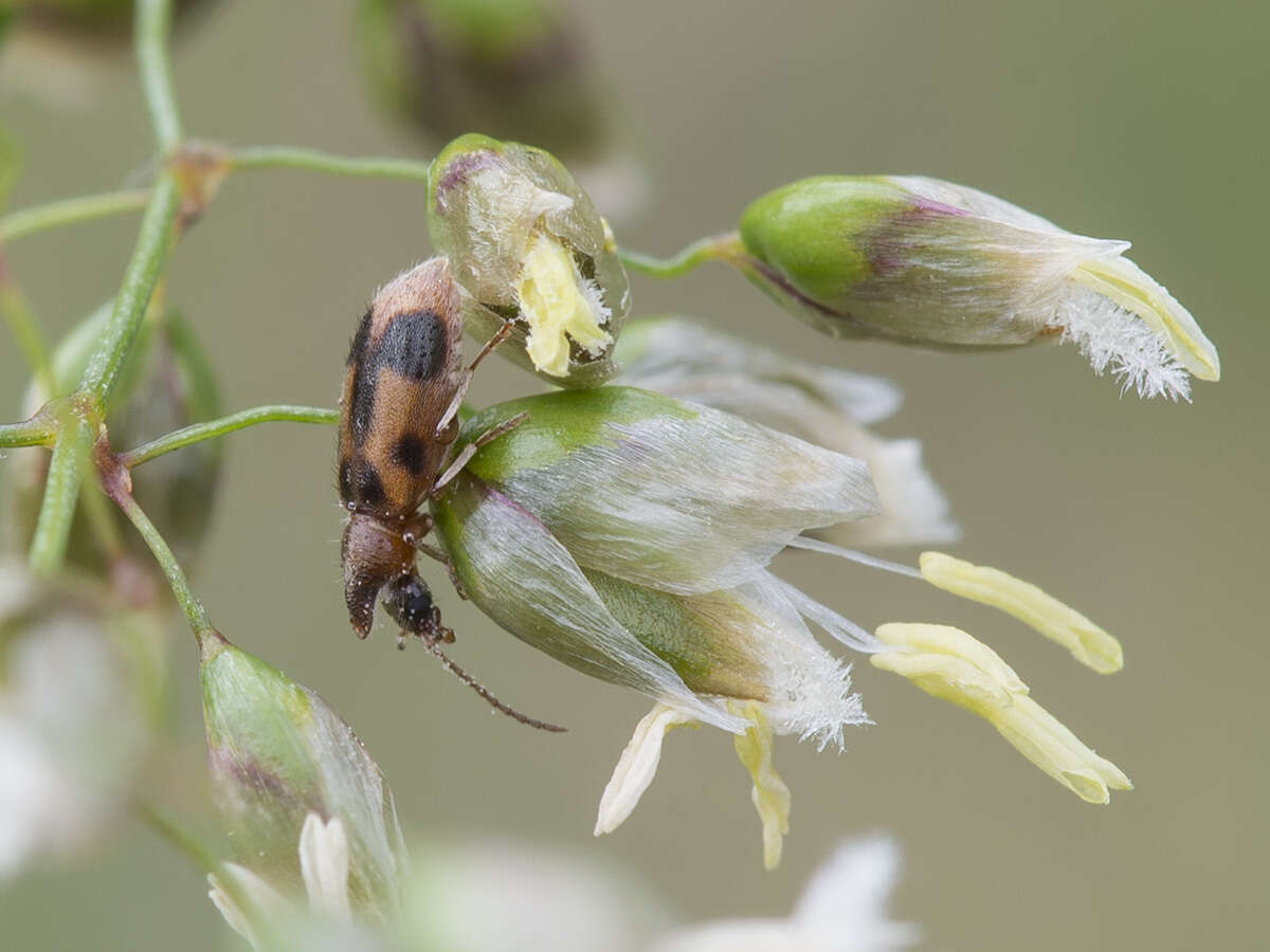 Image of Notoxus monoceros (Linnaeus 1760)