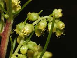 Image of Artemisia campestris subsp. canadensis (Michx.) Scoggan