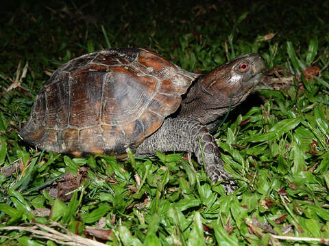 Image of Keeled box turtle