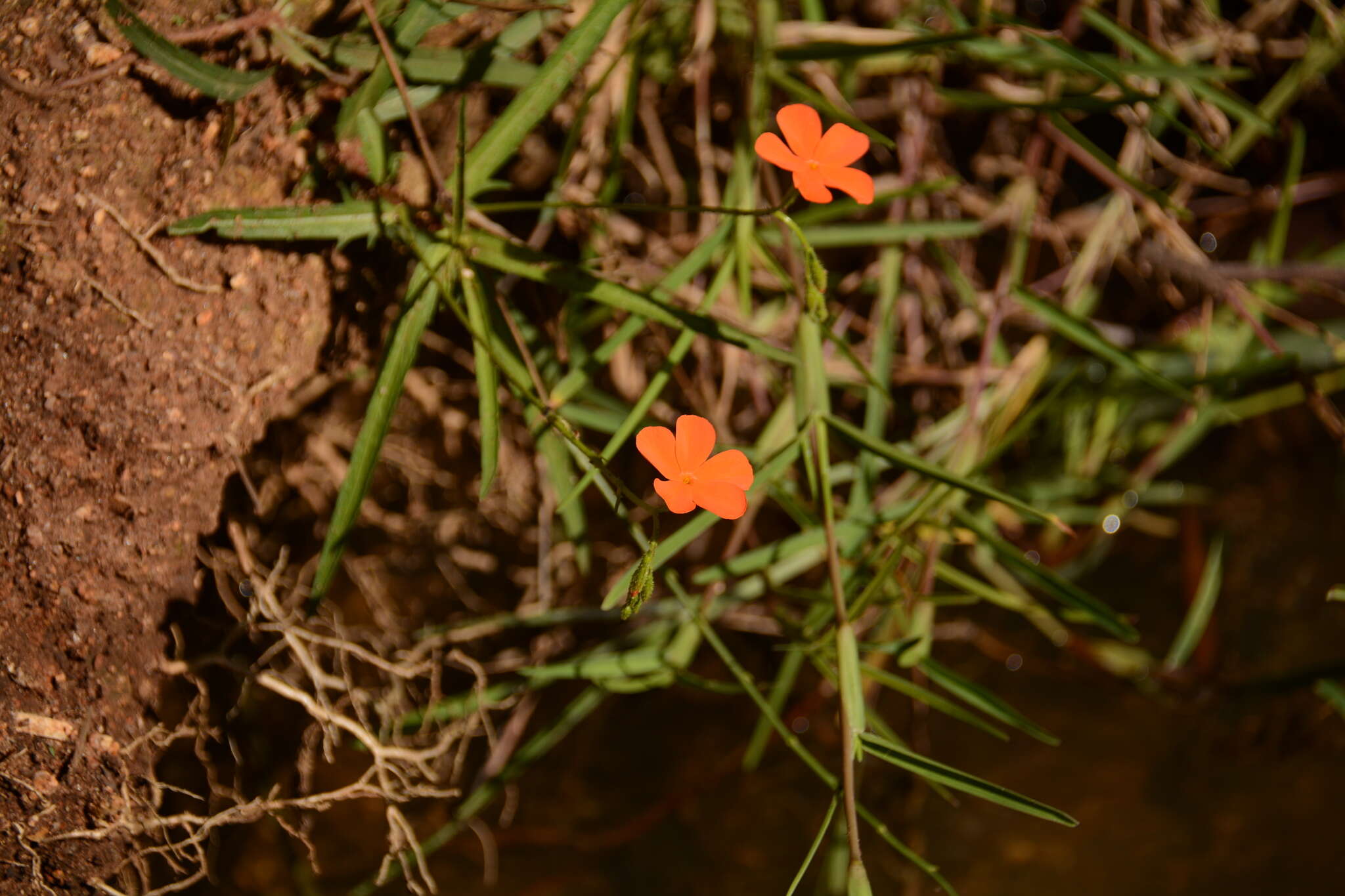 Tricliceras longepedunculatum (Mast.) R. B. Fernandes resmi