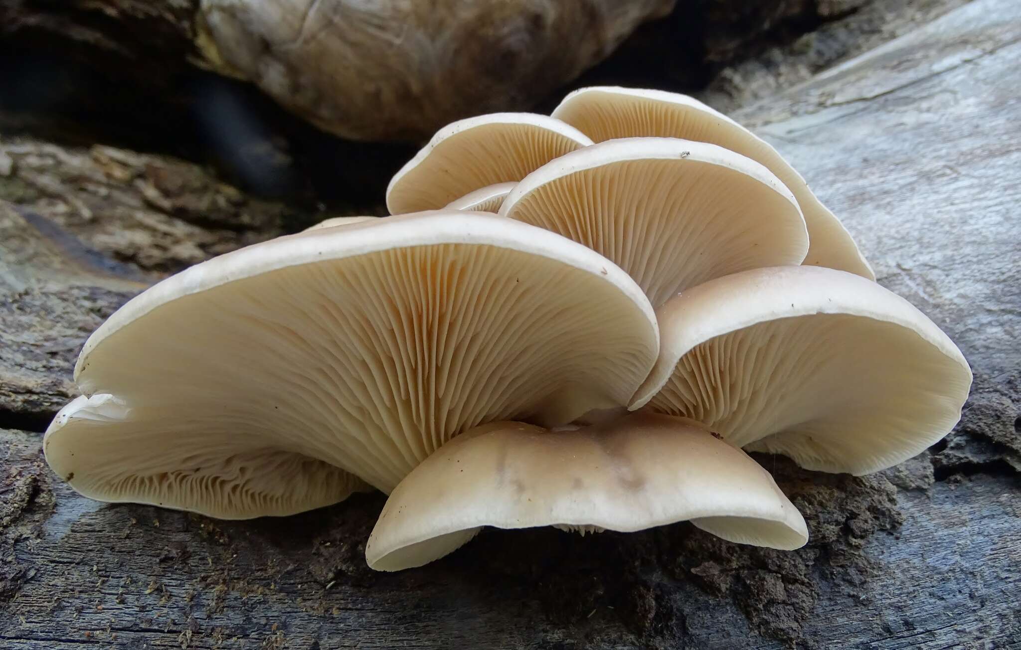 Image of Pleurotus ostreatus (Jacq.) P. Kumm. 1871