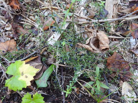 Image of Galium bermudense L.